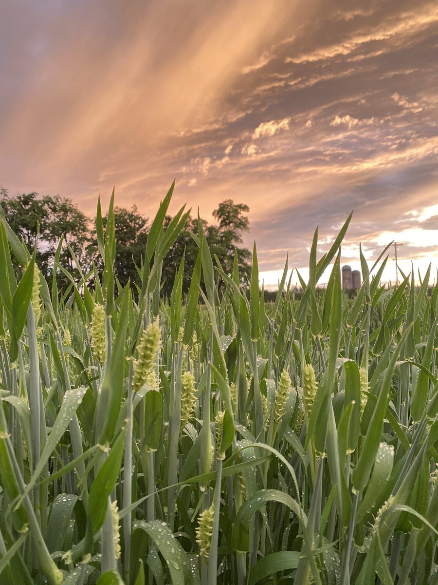 newagrifood's tweet photo. Hulless awnless #barley, red flowered #peas, #corn -#clover #rowmow and winter #oats 🌈 🌅 https://t.co/IYkOg39uLf