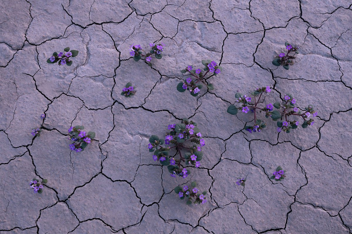 Yellow 🟡 or purple 🟣