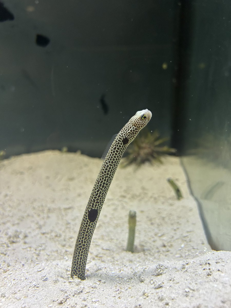 Eric Angel Ramos, PhD tweet media