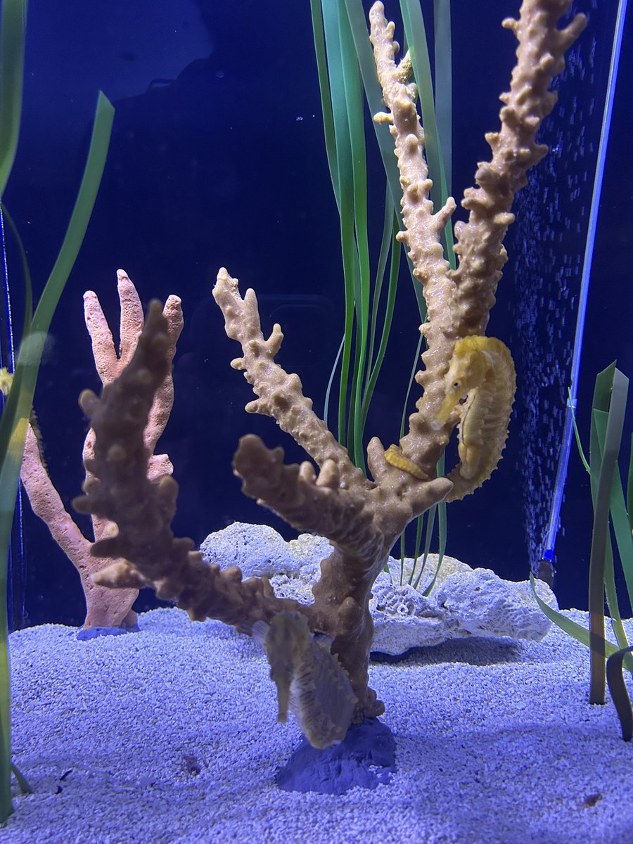 Eric Angel Ramos, PhD tweet media