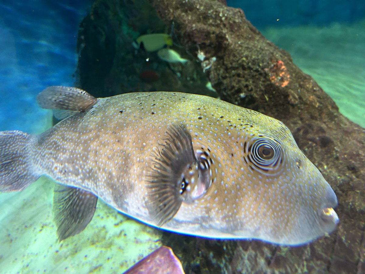 My first day at <a href="/MoteMarineLab/">Mote Marine Laboratory & Aquarium</a> was lovely, peppered with the critters that are now my neighbors. The fish greeted me warmly and the ibises said hello hello. Now it’s time to finish moving to Florida for some more sciencing and a whole new life!