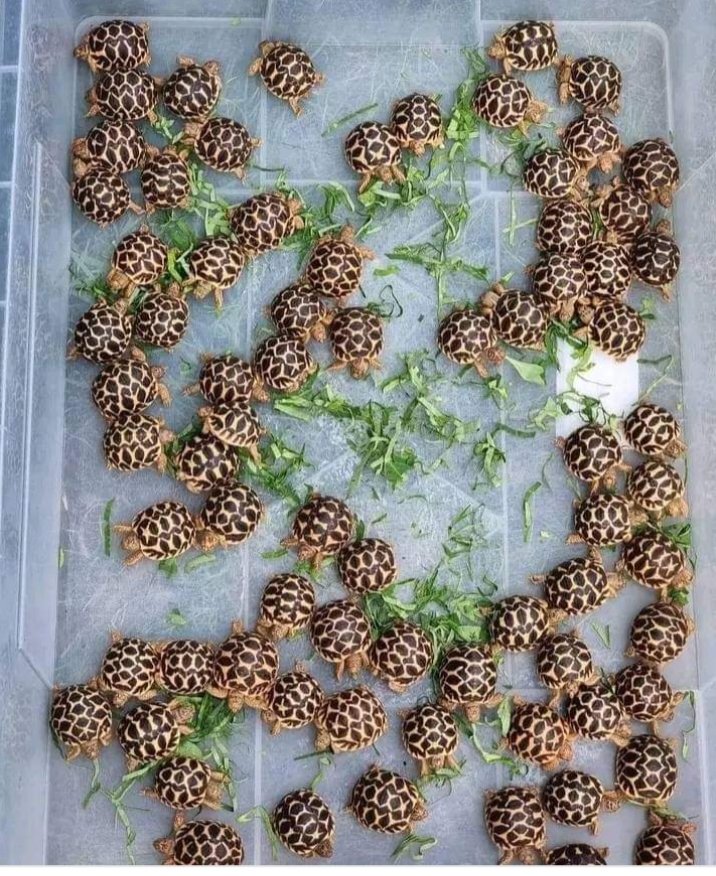 Tortoise breakfast time