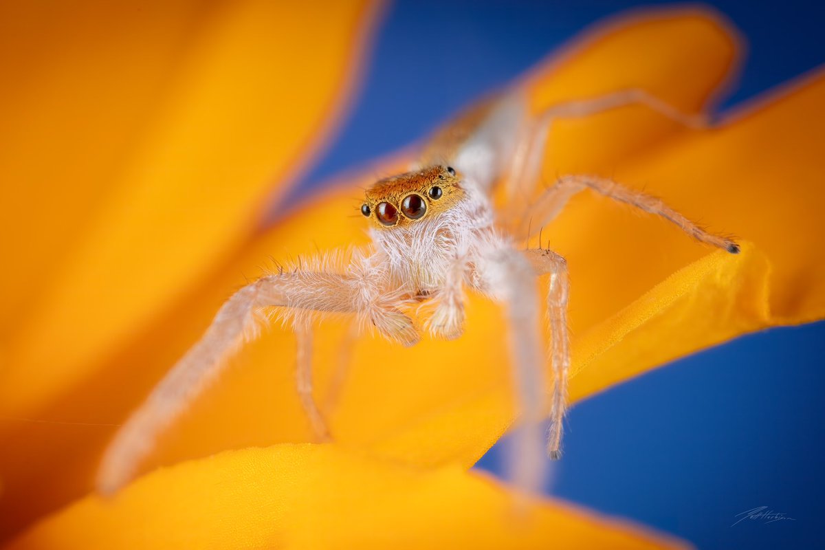 MattHarbison's tweet photo. Hentzia Mitrata - The White-Jawed Jumping Spider https://t.co/FoJhMppr9b