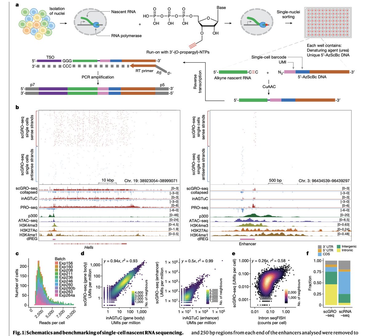 scGRO-seq | Single-cell nascent RNA sequencing unveils coordinated global transcription | Nature nature.com/articles/s4158… from Phillip Sharp Lab