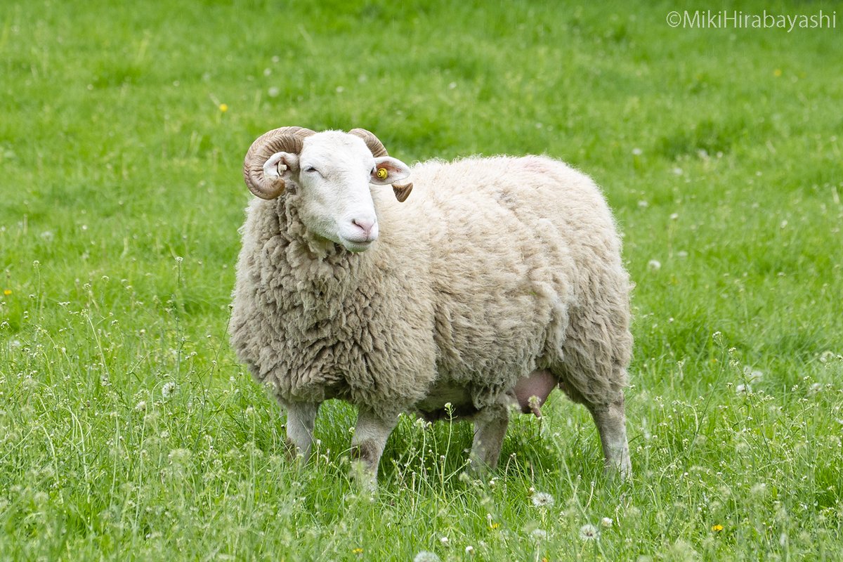 makibaphoto's tweet photo. Happy Sheep Day 6^=^6
6月6日は「ひつじの日」。
数字の「6」がクルッと巻いたひつじの角に見え、左右にあることから「6」を2つ並べたこの日が記念日に。
📷2023May12 London Mudchute Farmで出会った
White Faced Woodland Sheepというイギリスの羊です6^=^6
#ひつじの日 #盛り上げ隊 #sheepday https://t.co/fUmiGGduBk