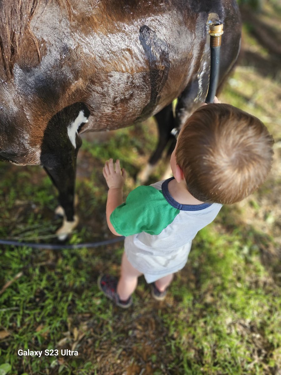 Kayla_OTT1993's tweet photo. Pip was meant to be a Kids Pony https://t.co/ojQdK62Iza