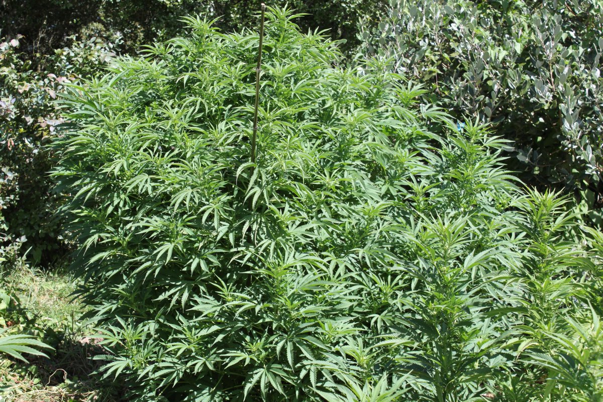 Dakta Green tweet media