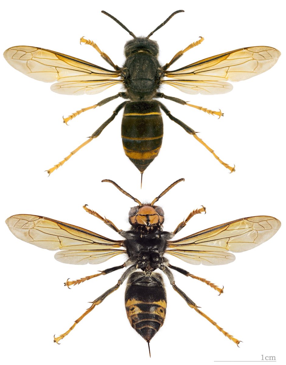 Hier,Frank Alétru était auditionné à l <a href="/AssembleeNat/">Assemblée nationale</a> par <a href="/BrosseAnthony/">Anthony Brosse</a> rapporteur de la prop.2 loi contre le #frelon asiatique #Vespa  #apiculture.Seuls les #apiculteurs de plus de 200 #ruches ne sauraient être indemnisés, il faut amender!credit photo: D. Descouens