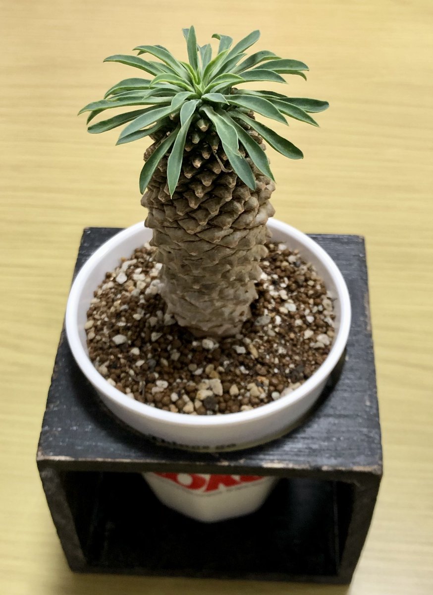 boutsu08's tweet image. 限りなくエビフライに近い植物を育てはじめました。……毒があるそうです。