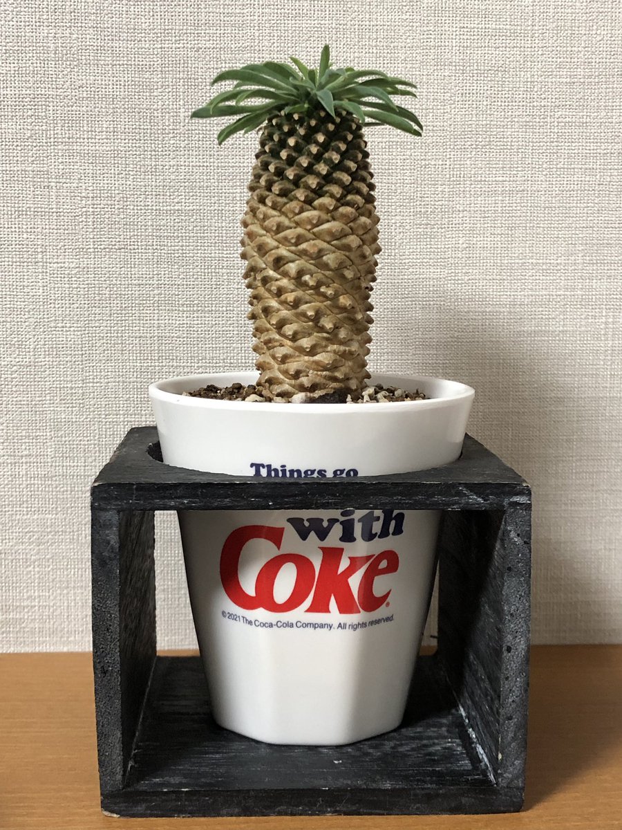 boutsu08's tweet image. 限りなくエビフライに近い植物を育てはじめました。……毒があるそうです。