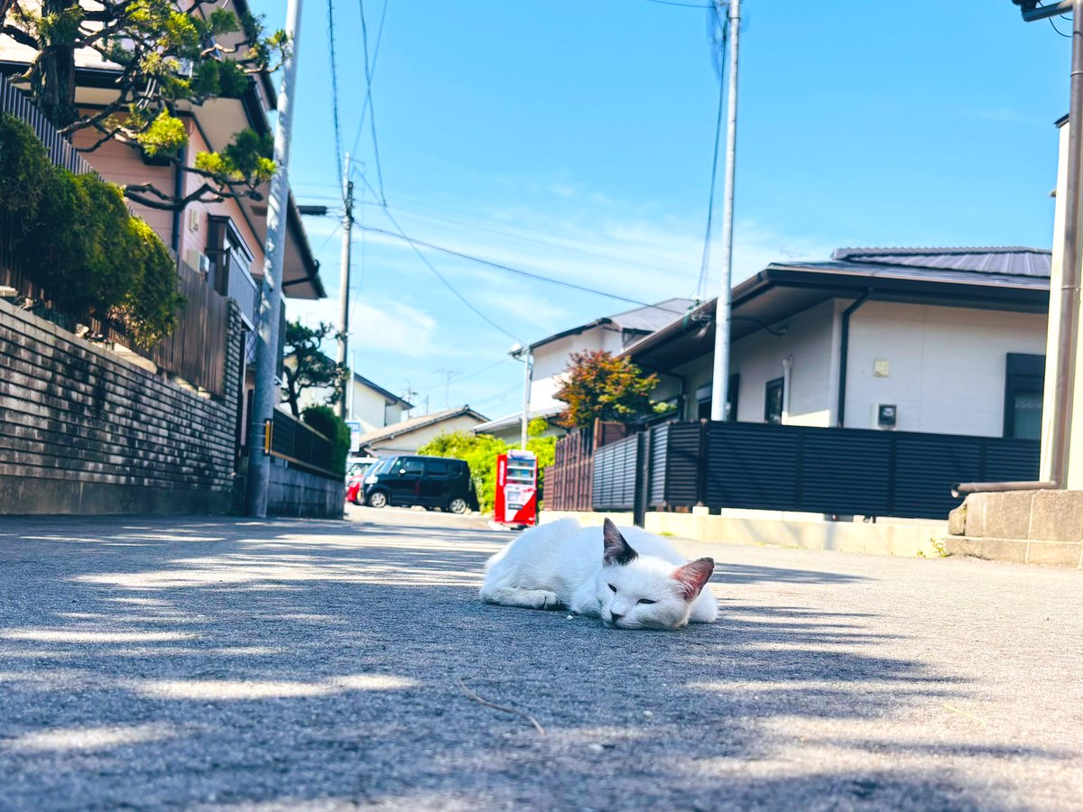 Sora0602R's tweet photo. 家の近所のネコ
#なんしょっと
とでも言いたげにこっち見てるけど
道のど真ん中で日向ぼっこしてるから
車で通るのに「どいてくれます？」
って声かける日々😂 https://t.co/foba1G6RkD