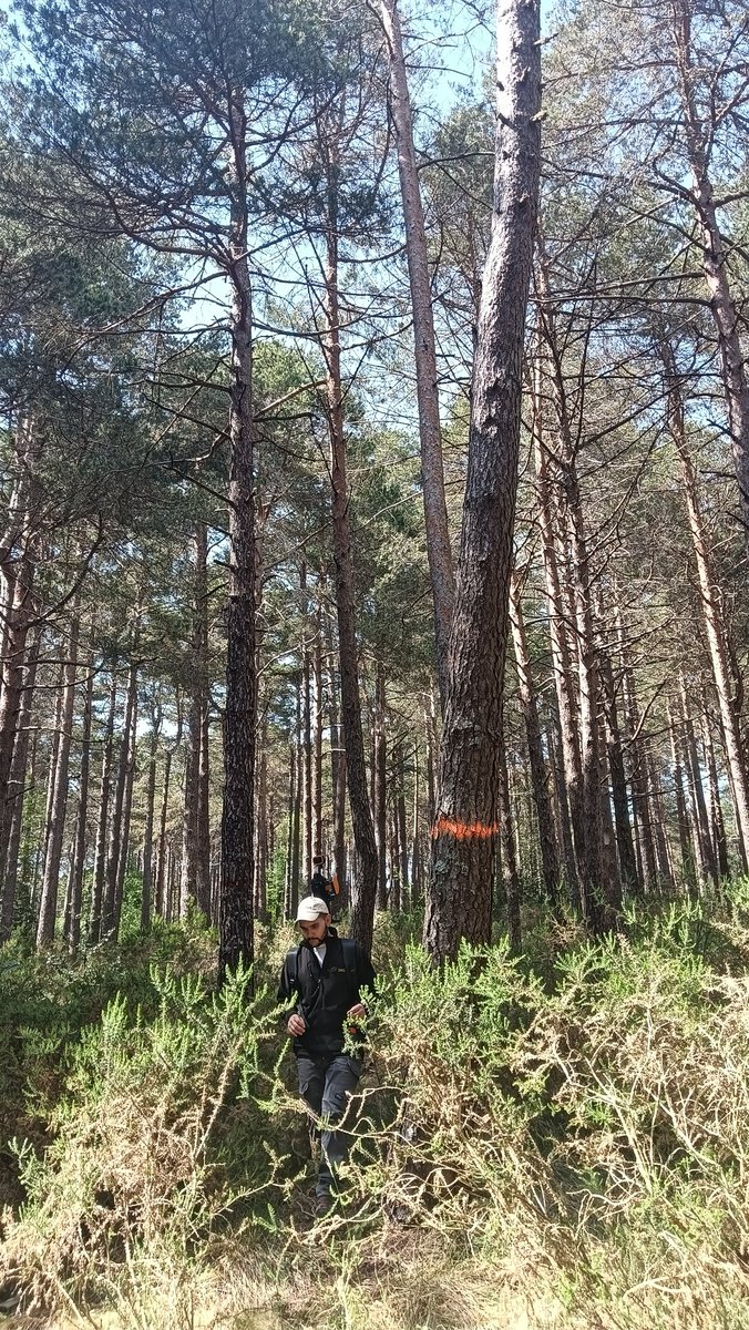 floralvareztab1's tweet photo. @Fuego_lab @BrifTineo @mitecogob @INIA_es Y ahí estuvimos @forestalesponfe
@unileon tomando datos #3D #geoslam antes de la quema. En breve, datos postquema.
#pyrocarbon3D https://t.co/MSnK9lybfX