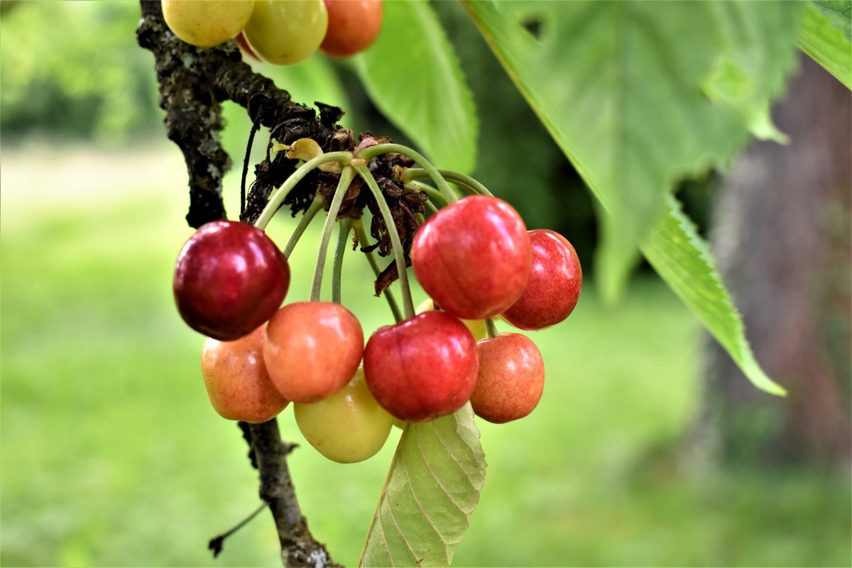 HSderSchreiber's tweet image. Im Garten einer 86-jährigen Frau #Kirschbaum mit Früchten entdeckt. Sie sagte, sie erntet kaum, weil  #Vögel hier ihre Leibspeise finden.