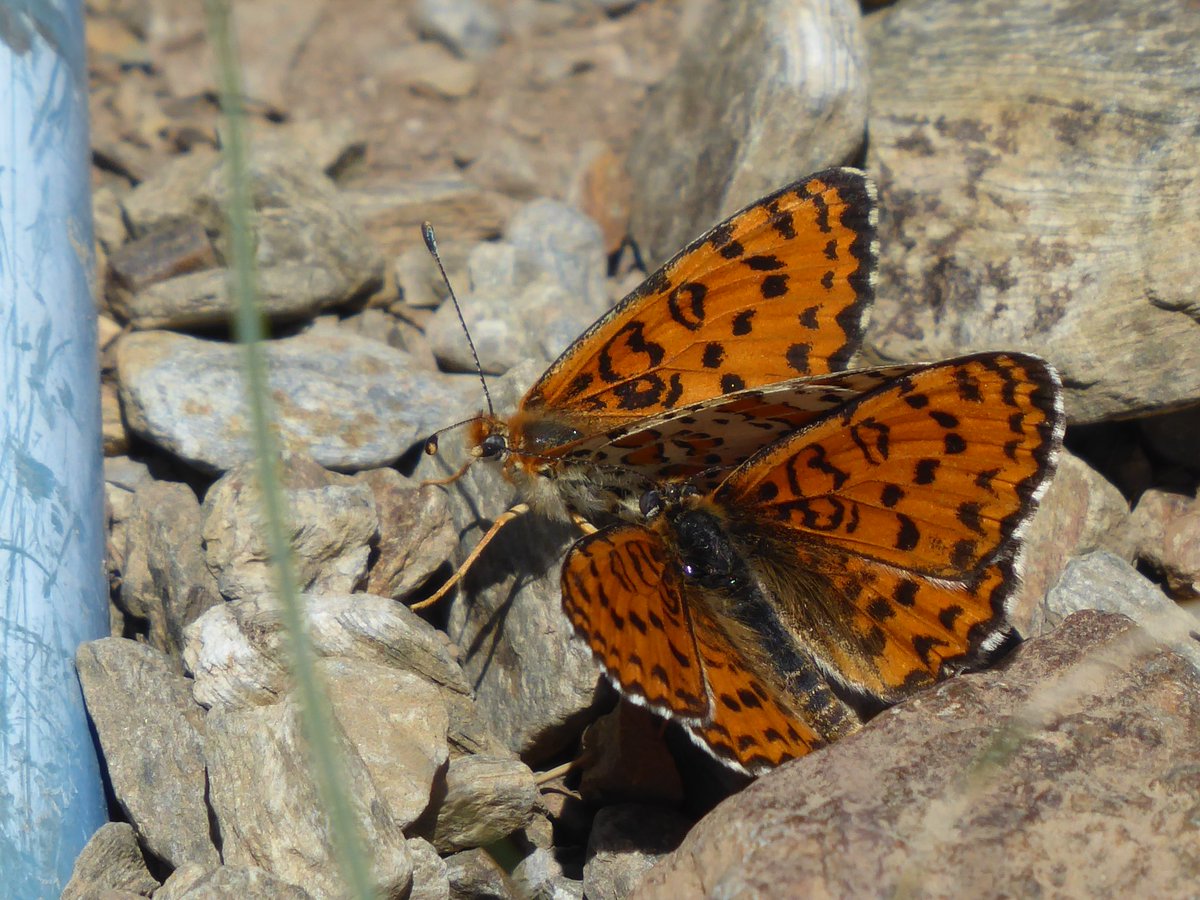 El comportament sexual de les papallones: de combats aeris, femelles que diuen que 'no', cops d'antena sobre les ales i molt més. 

Fil curiós per aprofundir una mica més!🦋🦋