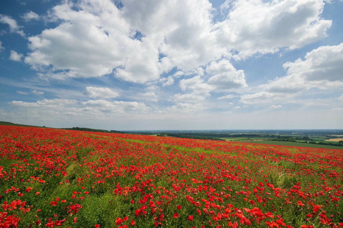 Today marks the 80th anniversary of D-Day.

We honour the brave soldiers and the South Downs communities who supported them.

Their resilience and unity were vital and we must never forget.

📷 Hannah Temple

#DDay80 #DDay #SouthDowns