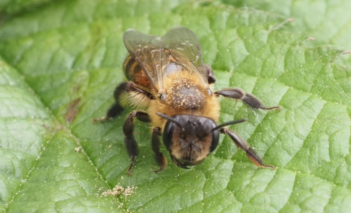 Any thoughts on this Andrena <a href="/StevenFalk1/">Steven Falk</a>? Possibly A florea, but maybe just A scotica agg. From Seafod Head this week. I'm edging towards florea, but not convinced!
Photos M Kerry