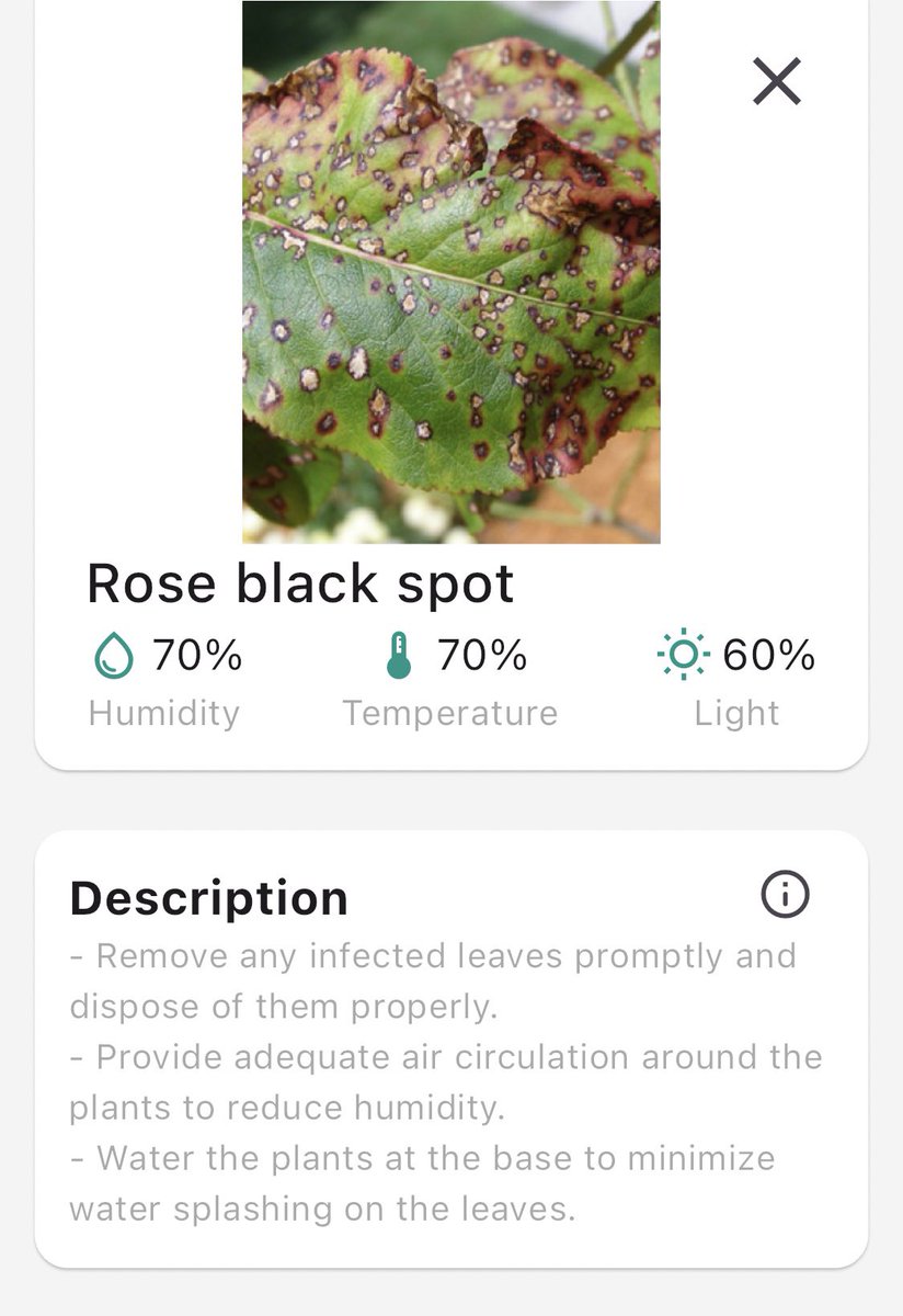 YusKhaliesah's tweet photo. Actually i have upload 1 new apps using AI technology to track plant disease.. this app is very easy to use, just snap a problem of your plant and this app will give the analysis of the disease..  interesting right 🤭 https://t.co/Z5kk6YQveb