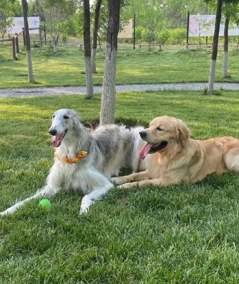 공원에서 가죽만 남아버린 강아지를 발견한줄 알았는데 보르조이였을 뿐이었음