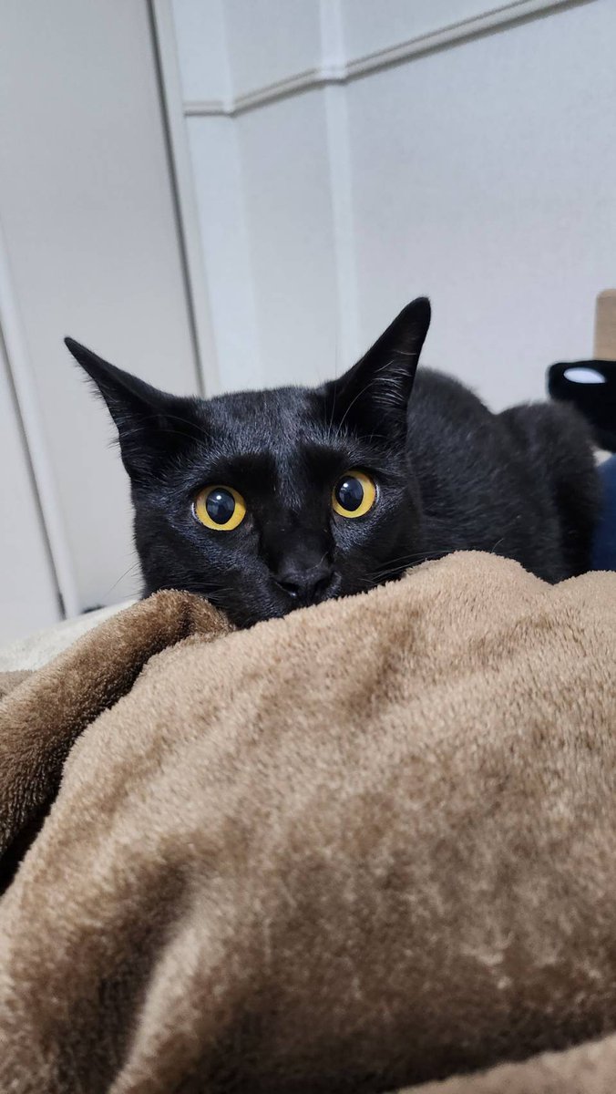 🎉影千代が2歳になりました🎉】 あんたほんまに2歳？ 猫生何周目？ っ