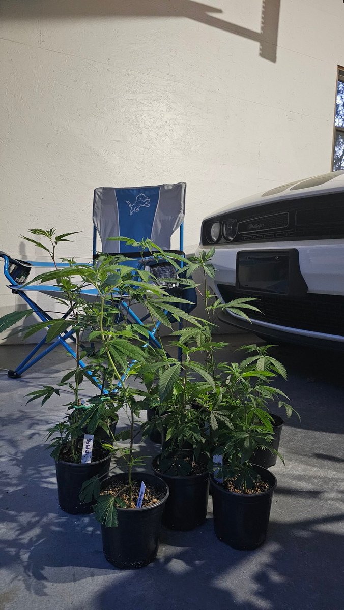 xxSleVin420xx's tweet photo. So, got the ladies in the ground a cpl weeks back.... running straight #OMFG &amp; #kushmintz outdoor. Last year, we almost hit 18' tall. 

Here is some pics of when I got them and 2 days ago.... https://t.co/ujPhxBoQx5