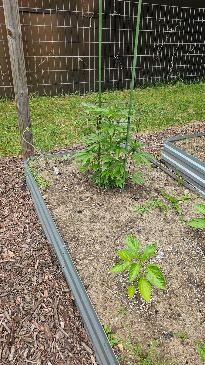 xxSleVin420xx's tweet photo. So, got the ladies in the ground a cpl weeks back.... running straight #OMFG &amp; #kushmintz outdoor. Last year, we almost hit 18' tall. 

Here is some pics of when I got them and 2 days ago.... https://t.co/ujPhxBoQx5