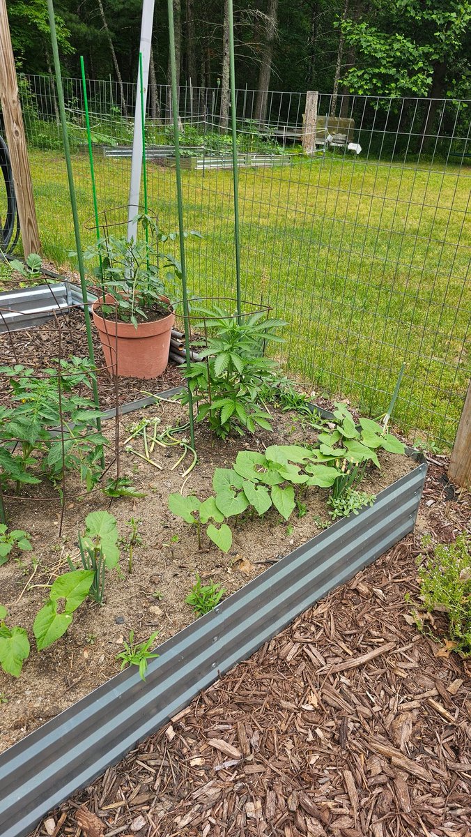 xxSleVin420xx's tweet photo. So, got the ladies in the ground a cpl weeks back.... running straight #OMFG &amp; #kushmintz outdoor. Last year, we almost hit 18' tall. 

Here is some pics of when I got them and 2 days ago.... https://t.co/ujPhxBoQx5