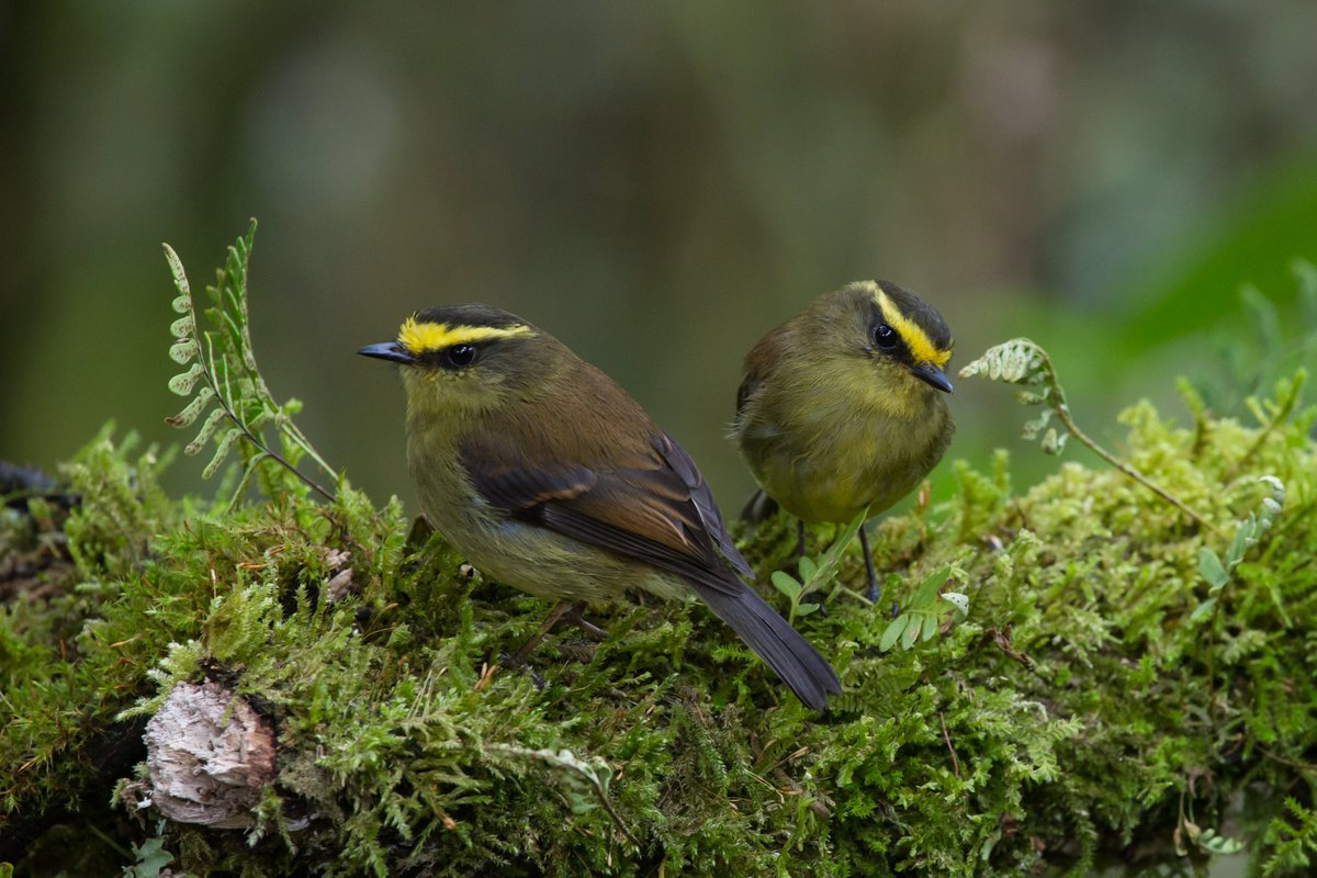 Amazing trip to the Colombian Andes for my birthday- 350 species and 185 lifers with Yesennia Tapasco and Diego Calderon. Mind-blowing birding- I will be back! #eBird  media.ebird.org/catalog?sort=u…