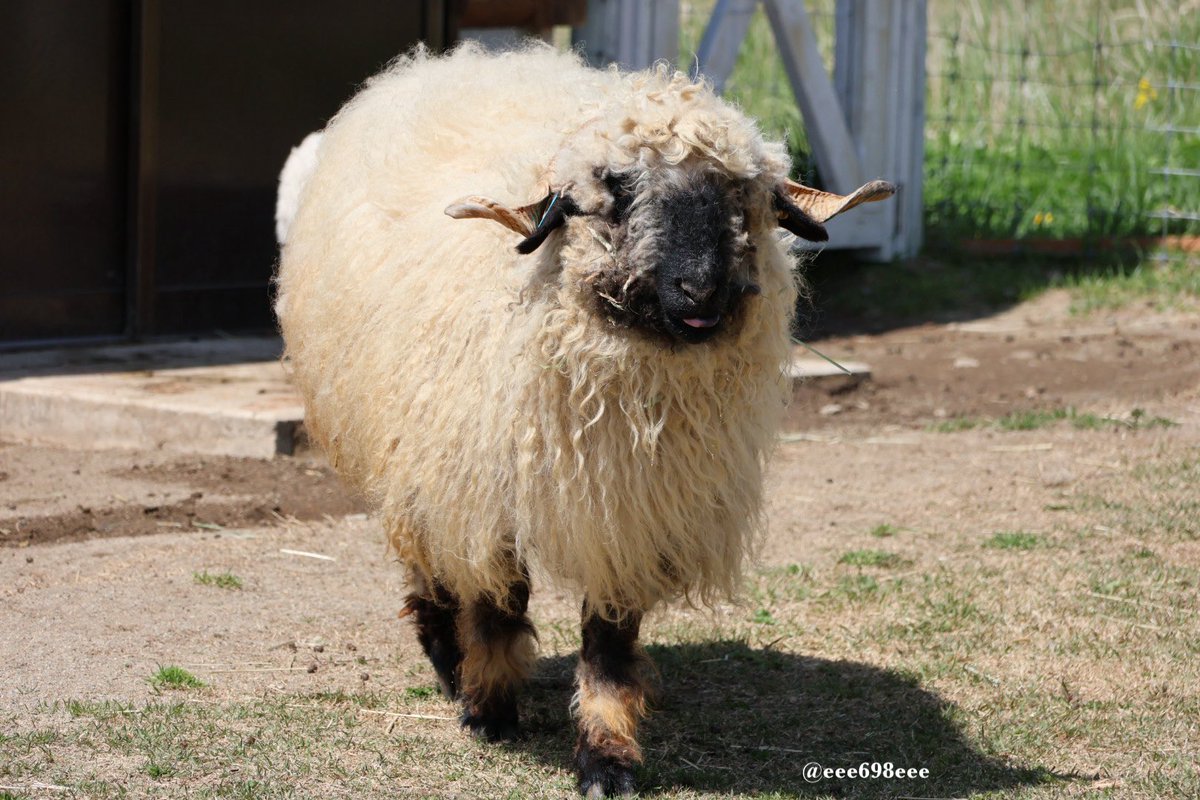 くるくるのツノ🐏 #ひつじの日 #ヒツジ #ヴァレーブラックノーズシープ