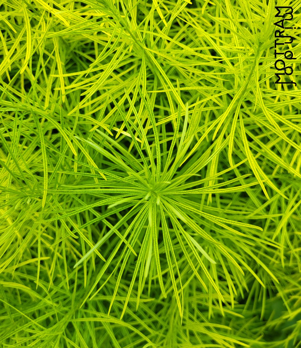MindofMottram's tweet photo. Share something Green 🌿🌳🌱
#MidwestX #Indiana #gardentime #gardens #greenthings #photography #plants https://t.co/snQzn0wGQx