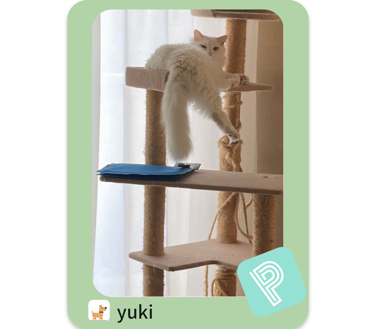 暑くなってきたのでゆきもダレてきています！
そろそろエアコンかな？
皆さんはねこ様のためのエアコンいつ頃つけますか？

#猫のいる暮らし
#白ねこ
#ポイシャ