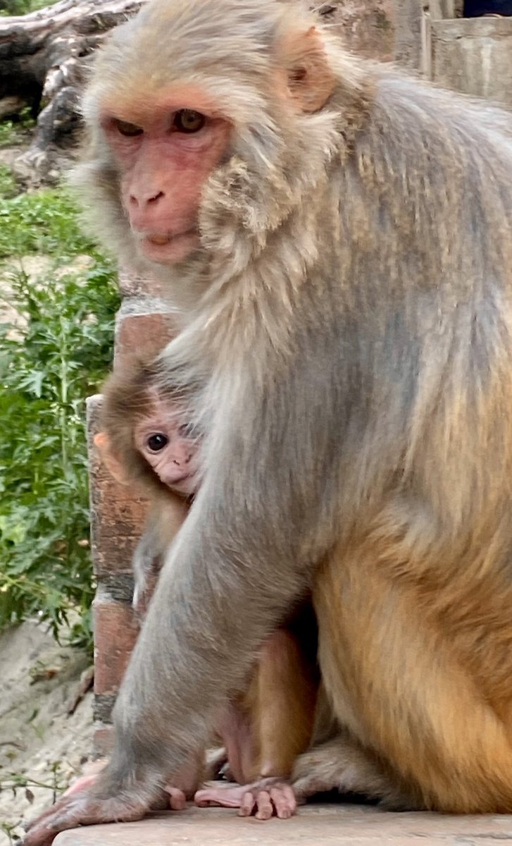 binitadahal's tweet photo. What is the first word that comes to mind when you see this picture?
#pashupati #monkeytemple π΅ https://t.co/ESke3AFMgk