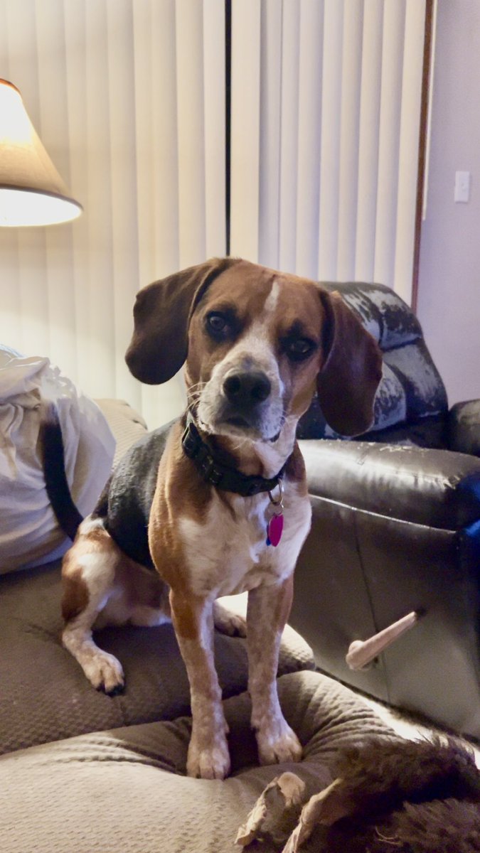 EFCidade's tweet photo. @TriBeagles Hello!! Would you be willing to adopt out-of-state? Bo would love to have a little brother or sister!! https://t.co/04vt38vZCT