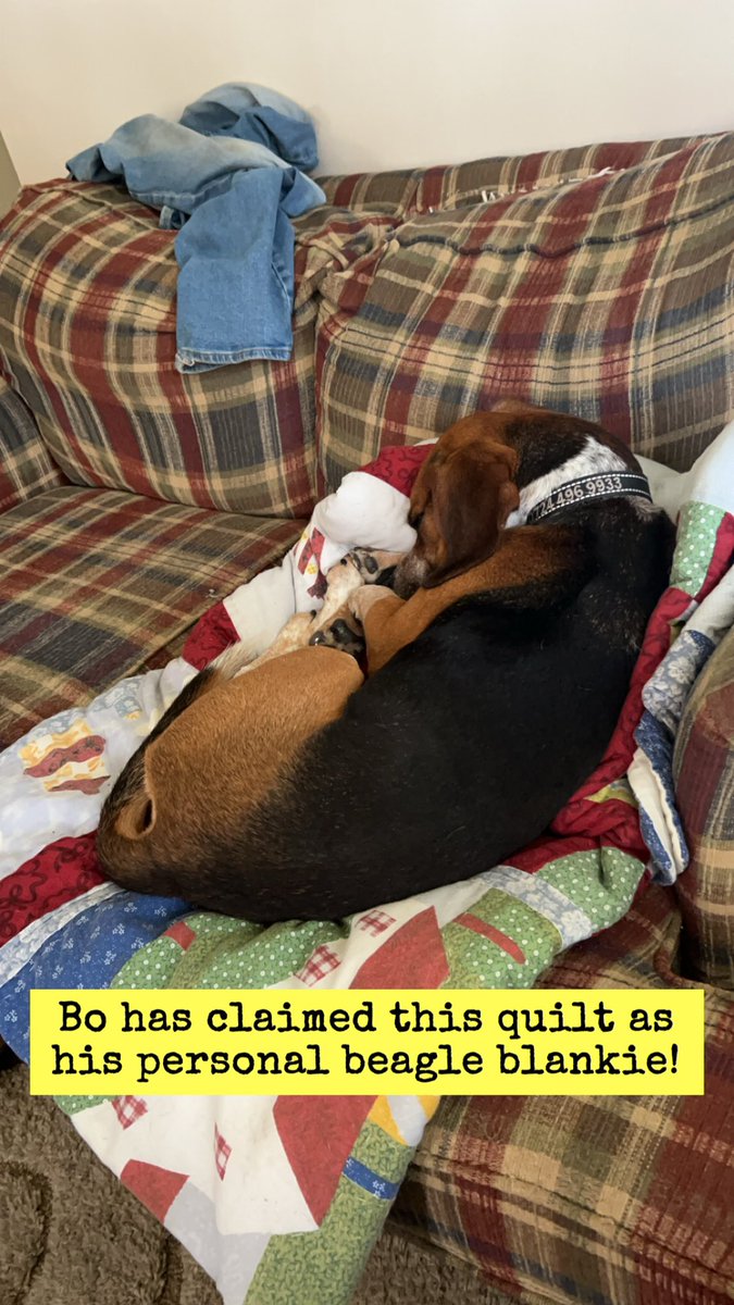 EFCidade's tweet photo. @TriBeagles Hello!! Would you be willing to adopt out-of-state? Bo would love to have a little brother or sister!! https://t.co/04vt38vZCT