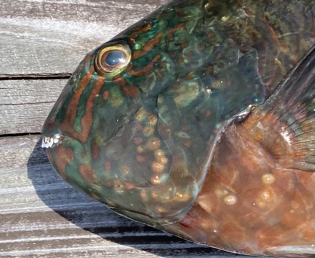 mwestneat's tweet image. Calotomus! A buck-toothed parrotfish, with snaggly teeth not fused into a beak like most parrotfishes. This is key anatomical evidence of the scarines being nested within wrasses, requiring rejection of their classical family status and name. #phylogenetics #backdatwrasseup