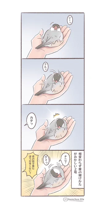 相変わらず何かを見るときの首の角度がおかしい2号、おそらく右目が利き目な気がする
#文鳥 
#4コマ漫画 