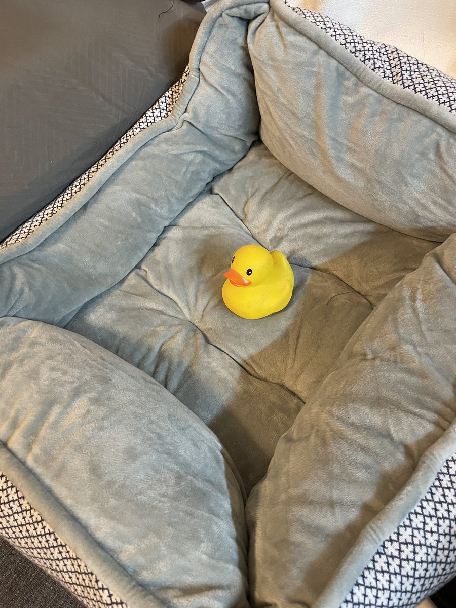 DuckCow4's tweet photo. There are two sides to every duck:
One side is cozy, unbothered, moisturized, simply vibing
The other side is haunted by the purple man, grimace https://t.co/WUcQ0TjL0e
