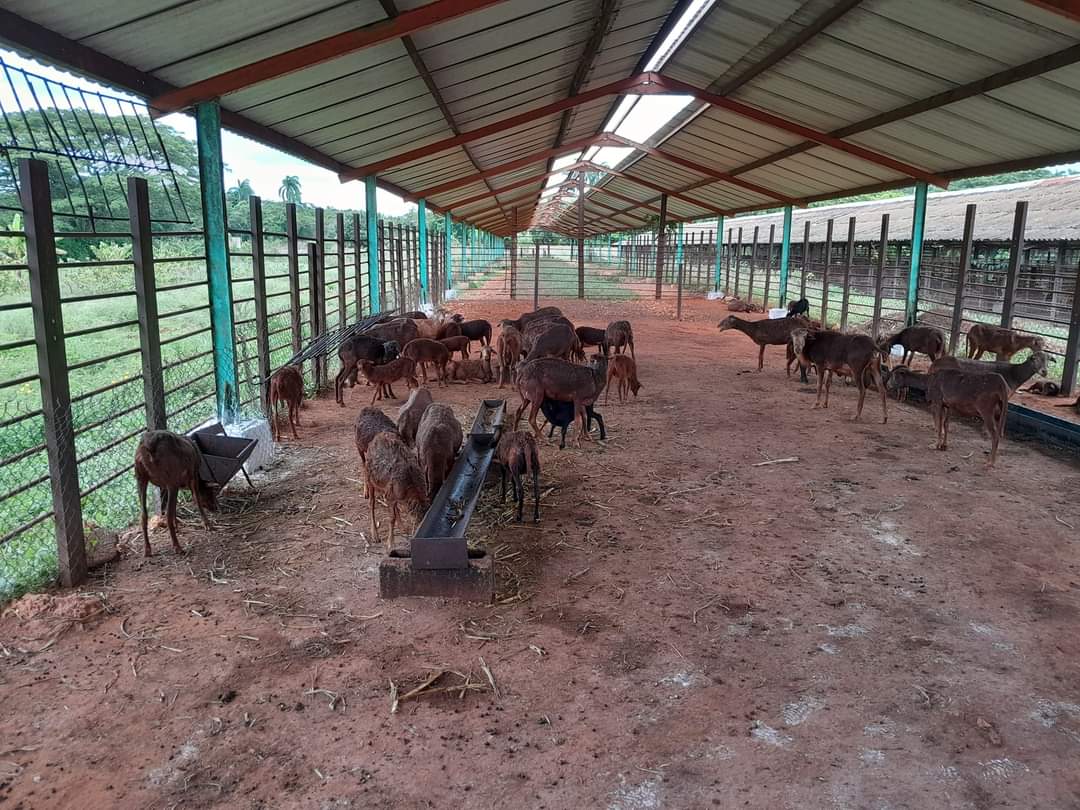 Tecnoazucar2's tweet photo. El Centro Productivo Tres Golpes, perteneciente a la UEB TECNOAZUCAR C. Ávila, trabaja en la diversificación de las producciones agropecuarias. #Azucareros #LaCañaEsMasQAzúcar
#TAProduce
#GenteQueSuma
#SoberaníaAlimentaria https://t.co/NrMba5iZjX