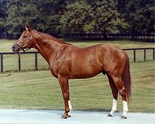 URDailyHistory's tweet image. 9 June 1973: Secretariat, nicknamed Big Red, wins the Triple Crown, winning the #Kentucky Derby, #Preakness, and #Belmont Stakes. It was the first horse since Citation in 1948 to accomplish this. He won the Belmont Stakes by an incredible 31 lengths. #ad amzn.to/2BLS2ap