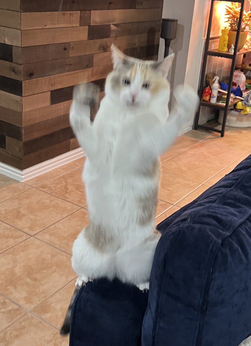 Panko A. Cat’s Mom tweet media