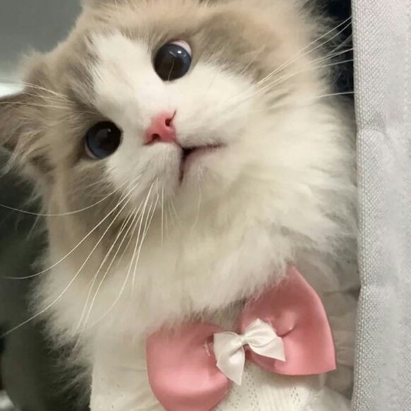 HELP RT PLEASE! ❤ 

haii, prili bawa 3 leot rs kucing sama faceless gemes! harganya 4k/ea aja loh ^^ aku juga open by req yaa! yuk mari dijemput via dm kaka kaka maniezz ^^ #zonaba #zonajajan #zonauang