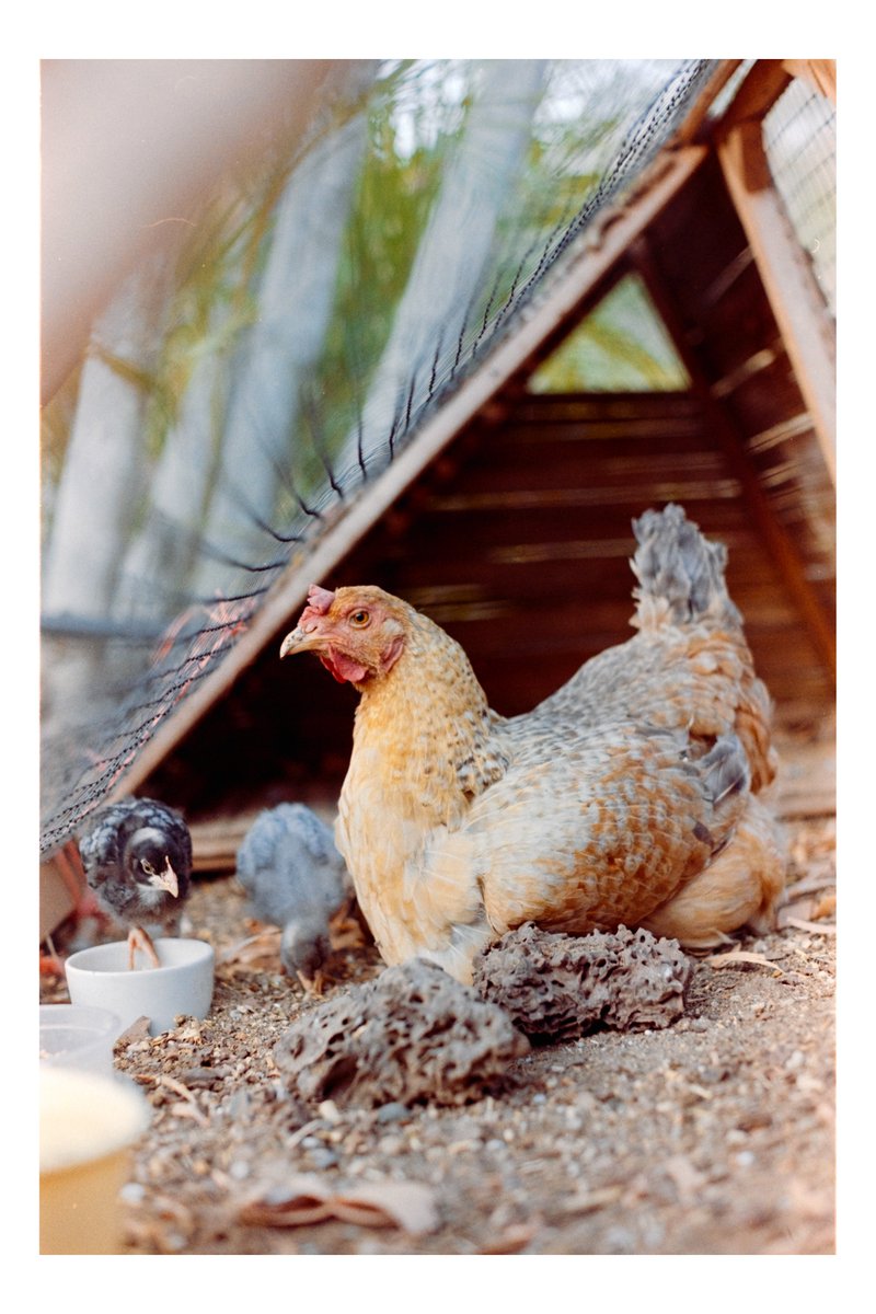 TormentasMexico's tweet photo. Algunas fotos de una mamá gallina con sus pollitos capturada con mi Pentax K1000.

Rollo Fujifilm 200 https://t.co/rj4tEYmHad