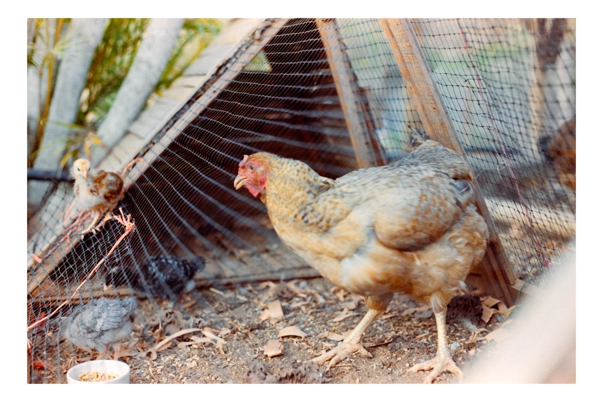 TormentasMexico's tweet photo. Algunas fotos de una mamá gallina con sus pollitos capturada con mi Pentax K1000.

Rollo Fujifilm 200 https://t.co/rj4tEYmHad