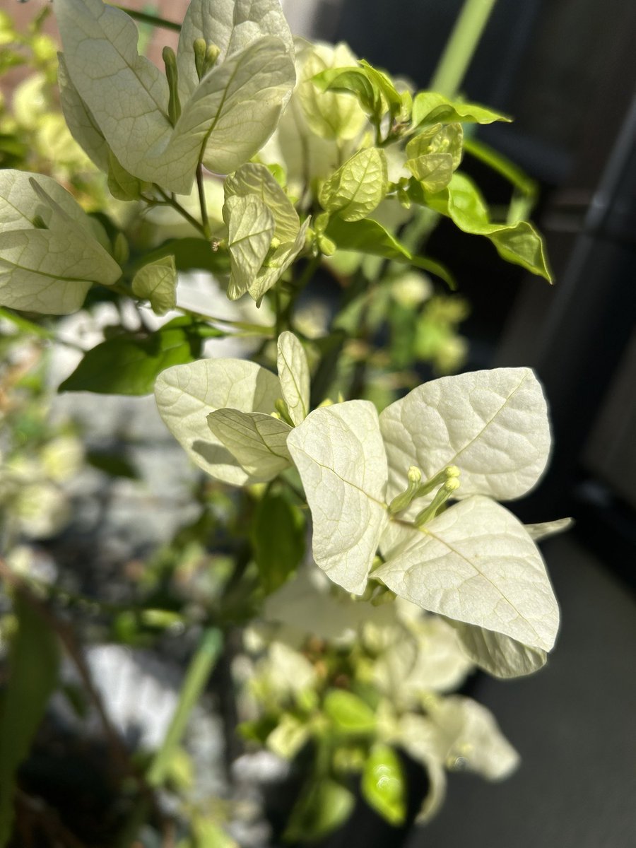 Jamiechi's tweet photo. 10年間の転勤族生活卒業👩‍🎓
九州に戻って来ました。

行った先々で、4月5月は一人でひたすら、ガーデニングに励み植物に話しかける毎日🪴

今回も、ブーゲンビリアの新芽が芽吹いた頃にお友達が出来ました😊

#転勤族　#子育て　#小学生ママ https://t.co/YtRonNToKg