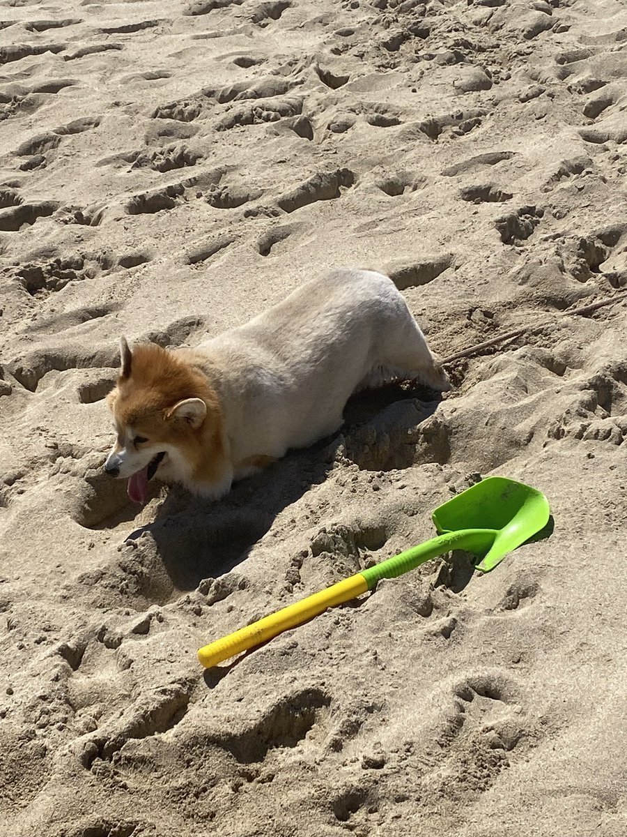 StellaIsSoBella's tweet photo. I had a great time relaxing on Labor Day in Ewa Beach on the sandy shore! #Corgi #HawaiianDogs #XPets #WelschCorgi https://t.co/TxJpkdEGkB