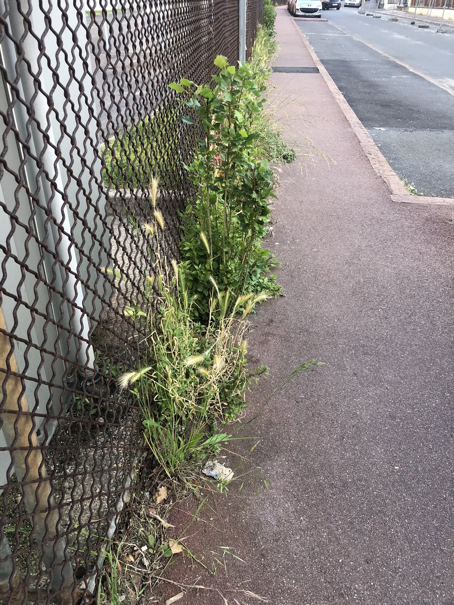 jitrois's tweet photo. Bonjour @IRSNFrance @fontenay92
C’est possible de faire qqch en terme de nettoyage et d’entretien de la rue de la redoute! Ça devient la forêt vierge et c’est toujours plein de détritus. Merci. https://t.co/PXIMFX4sKz