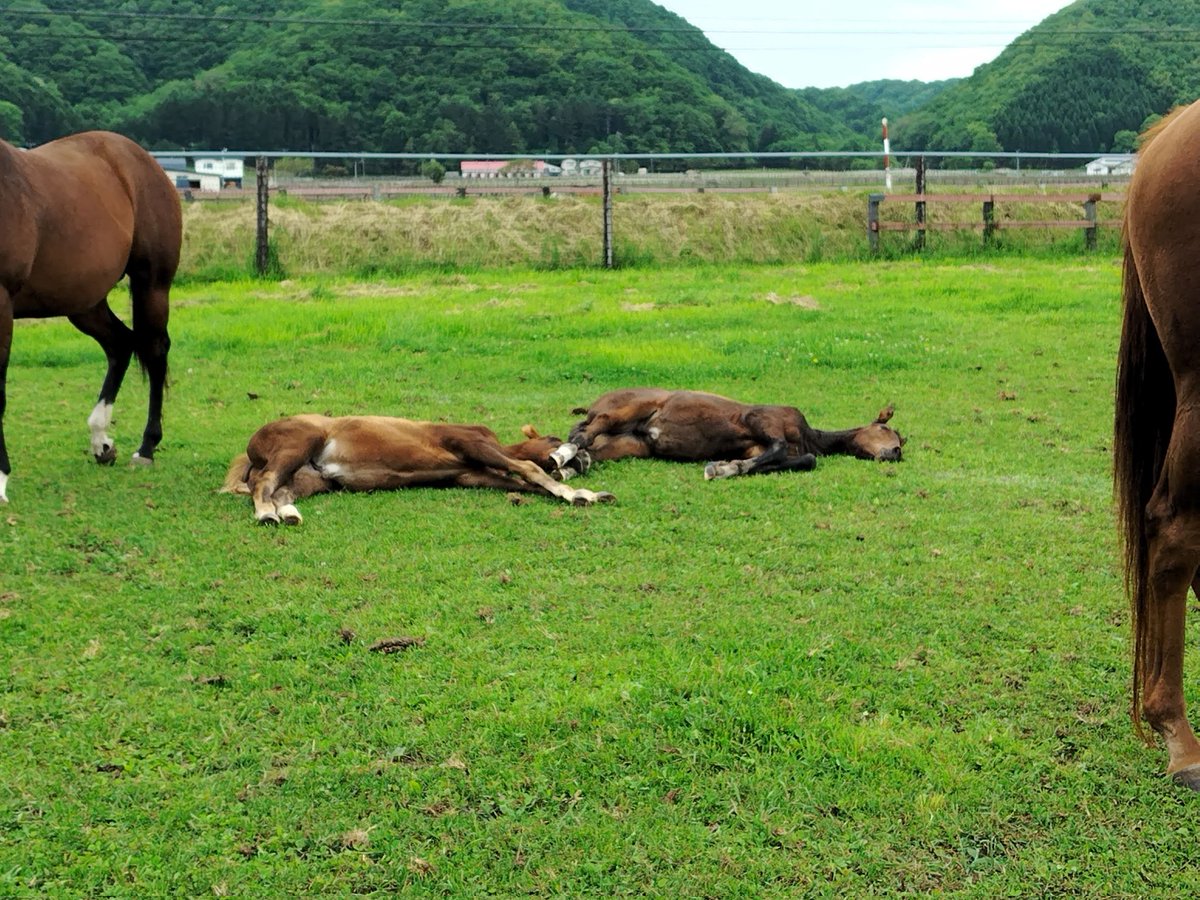 OriAkitaFarm's tweet photo. 本日のオフショット。
仲良し二人組のお昼寝3。
仲良しすぎて技をかけるのが上手くなってきたようです(⁠・⁠∀⁠・⁠)
栗毛ピカケレイ24♀(アドマイヤマーズ)とブルーダイヤ24♀(エフフォーリア)。 https://t.co/ruGyqzpZxE
