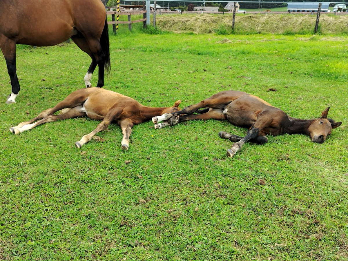 OriAkitaFarm's tweet photo. 本日のオフショット。
仲良し二人組のお昼寝3。
仲良しすぎて技をかけるのが上手くなってきたようです(⁠・⁠∀⁠・⁠)
栗毛ピカケレイ24♀(アドマイヤマーズ)とブルーダイヤ24♀(エフフォーリア)。 https://t.co/ruGyqzpZxE
