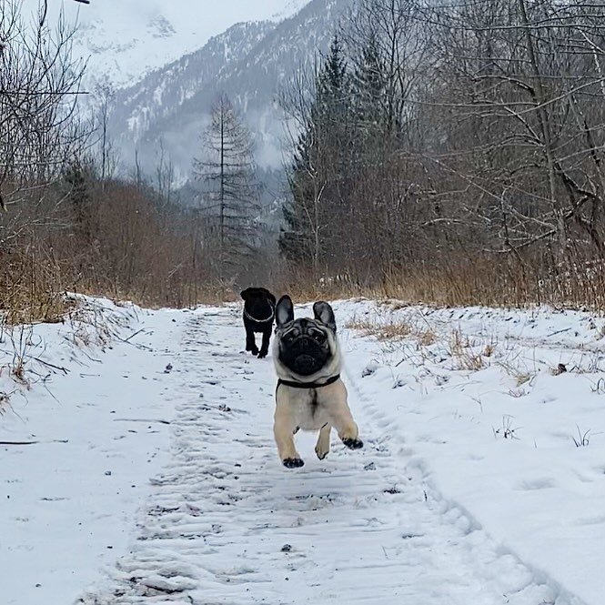 Happy dogs run 😍
#pugs#puglover#puglife