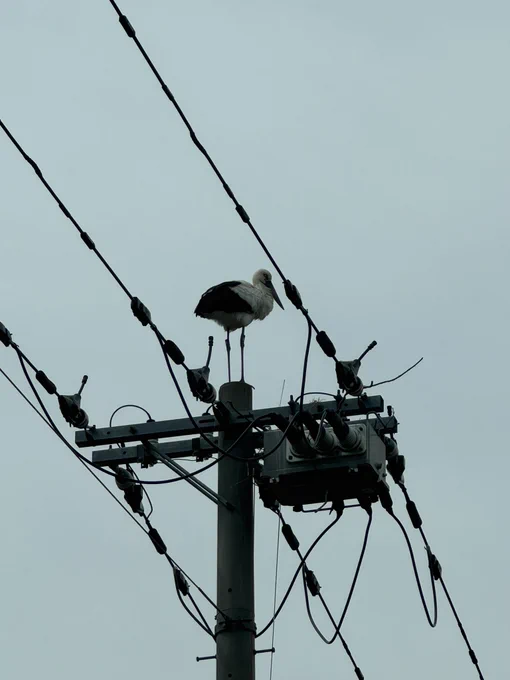 コウノトリとカニ 