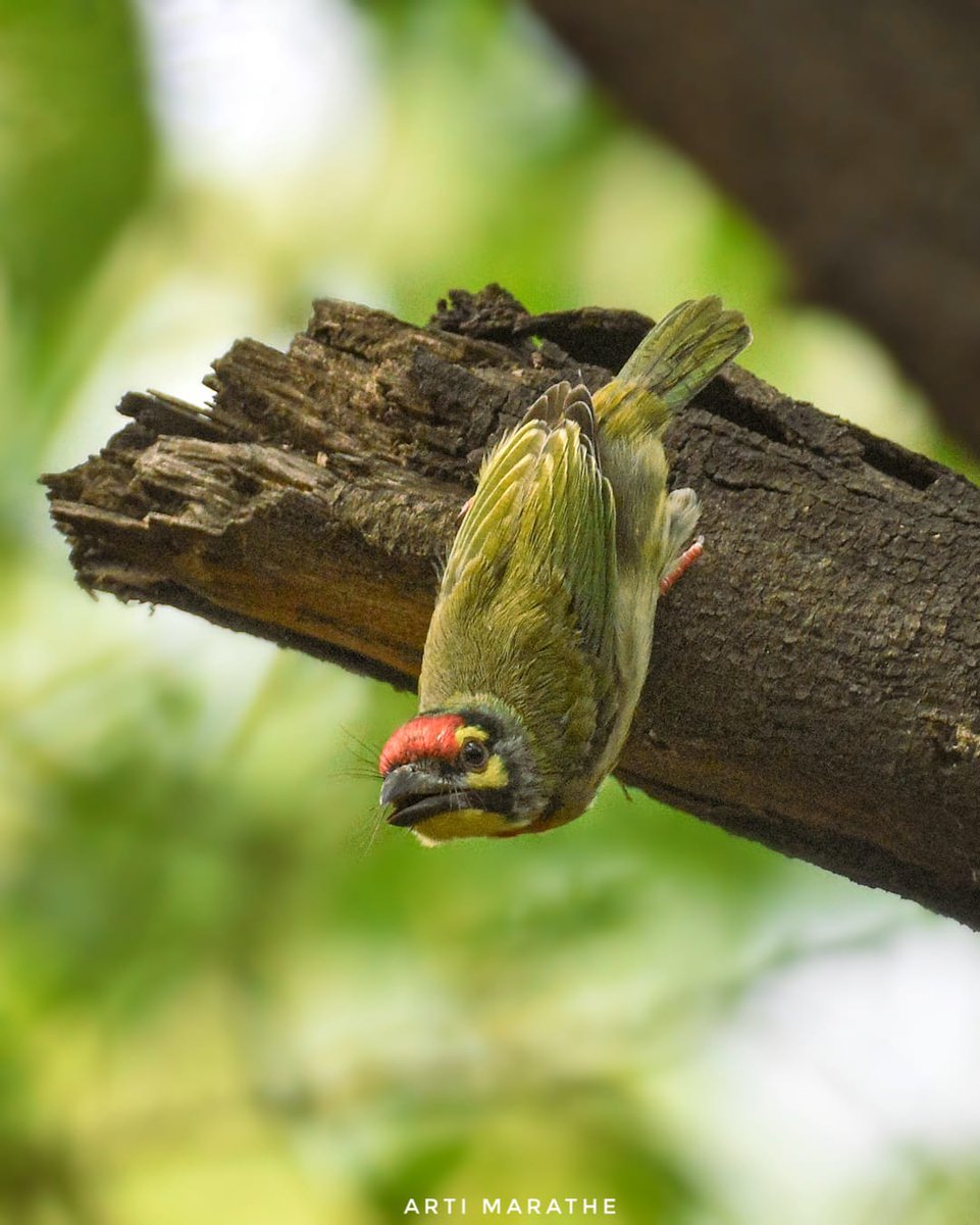 artiscaptures's tweet photo. Coppersmith barbet
#indiaves #thephotohour #BBCWildlifePOTD #natgeoindia #nikon #wildlife #birdphotography #nature #birdwatching #photography https://t.co/yfBYHhKsQb